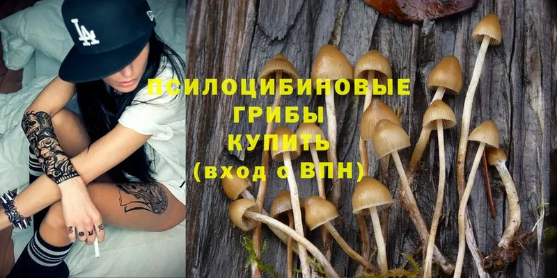 KRAKEN зеркало  Абинск  Галлюциногенные грибы Psilocybine cubensis 